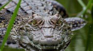 Crocodiles Remember Faces: The Discovery That Shocked Researchers