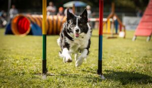 8 demanding dog breeds: costly for your wallet and your nerves